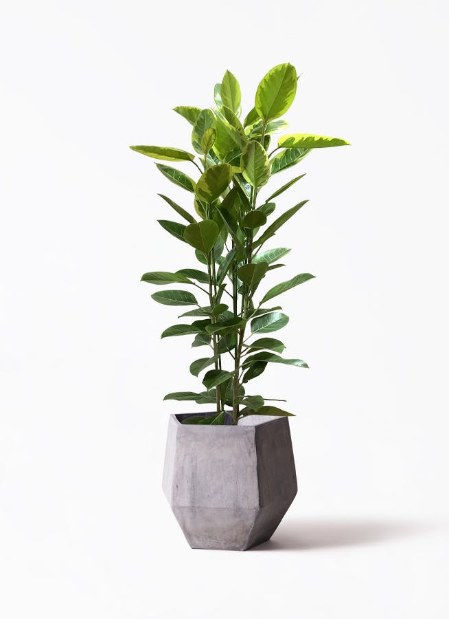 観葉植物 コンシンネ ホワイポリー 10号 ストレート ファイバークレイGray 付き | 観葉植物ならHitoHana(ひとはな)