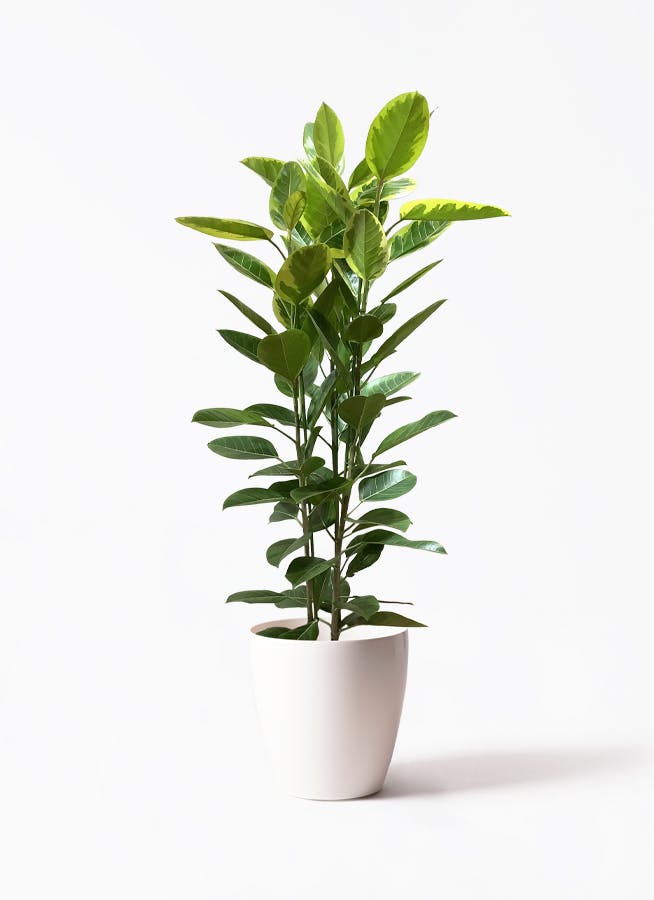 【送料込！】特大 フィカス アルテシマゴム 10号鉢 約160cm 多枝 鉢付き 楽天市場】観葉植物 大型 フィカス アルテシーマ 10号 法人送料無料