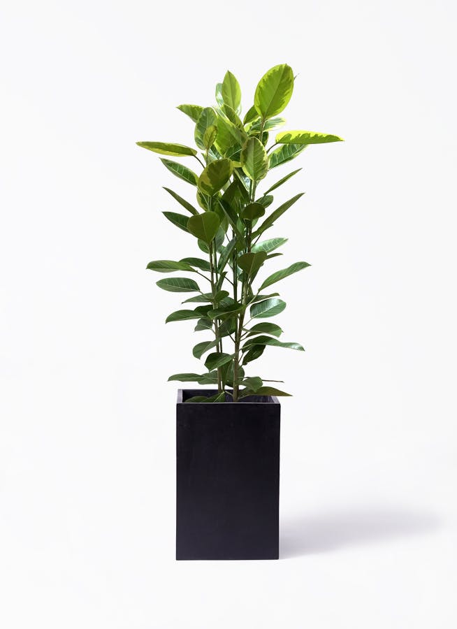 観葉植物 ユーカリ 10号 グニー セドナロング 墨 付き | 観葉