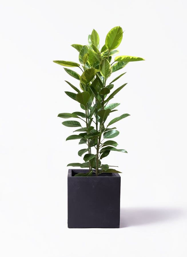 観葉植物 ストレリチア (ストレチア) レギネ 10号 ベータ