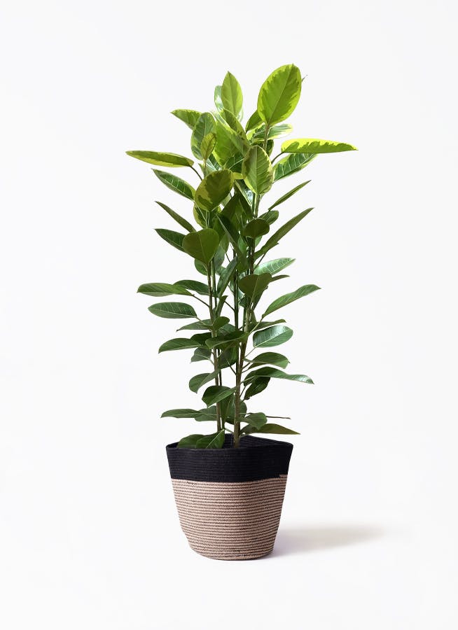 観葉植物 トックリラン ポニーテール 10号 リブバスケットNatural and