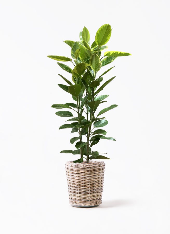 観葉植物 ストレリチア (ストレチア) レギネ 10号 モンデリック ラタン