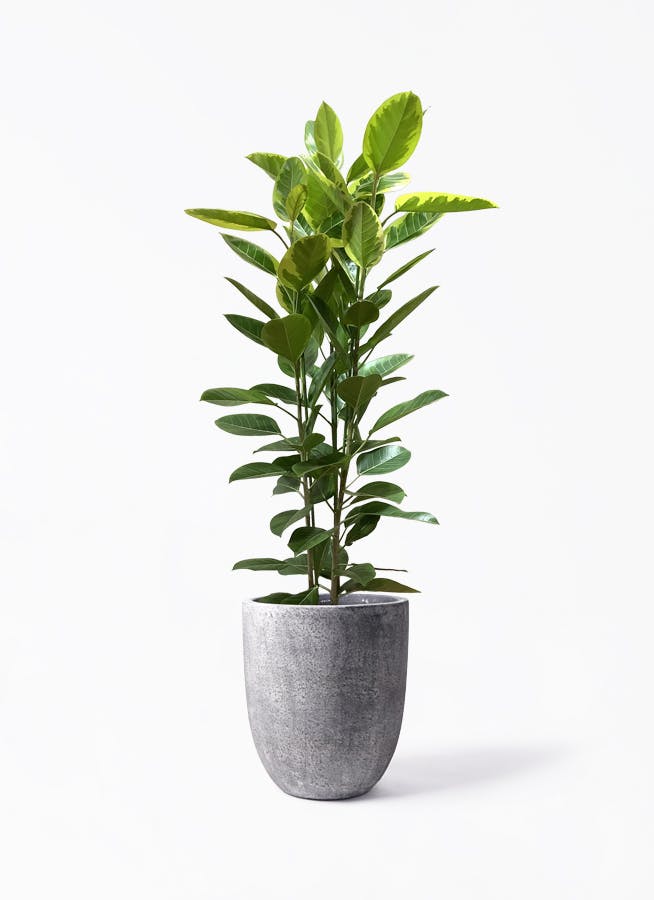 フィカス アルテシーマ 3本立ち | 観葉植物 | インテリアやギフトに