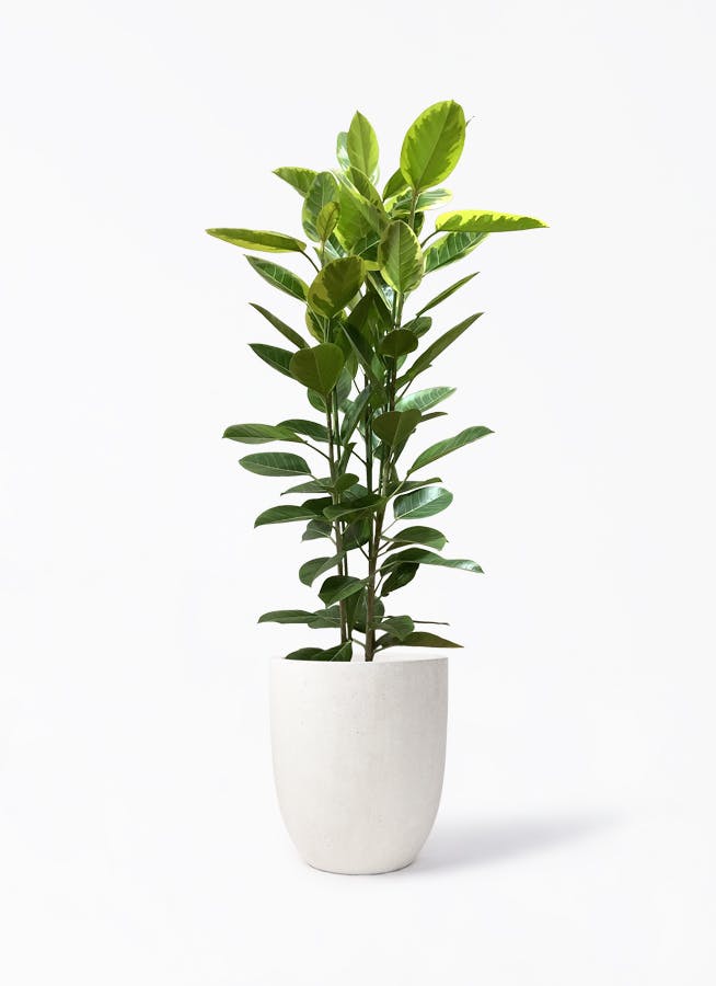 フィカス アルテシーマ 3本立ち | 観葉植物 | インテリアやギフトに