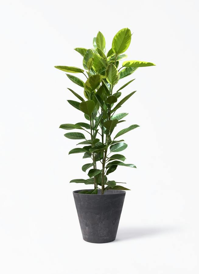 フィカス アルテシーマ 10号 | 観葉植物 | インテリアやギフトに
