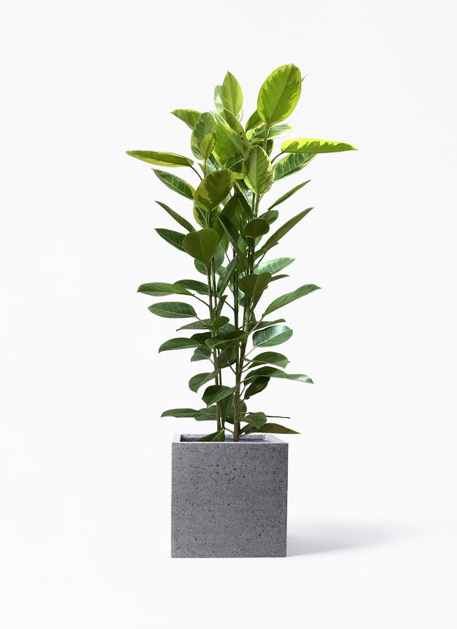 観葉植物 旅人の木 10号 キューブ ラテルストーン 付き | 観葉