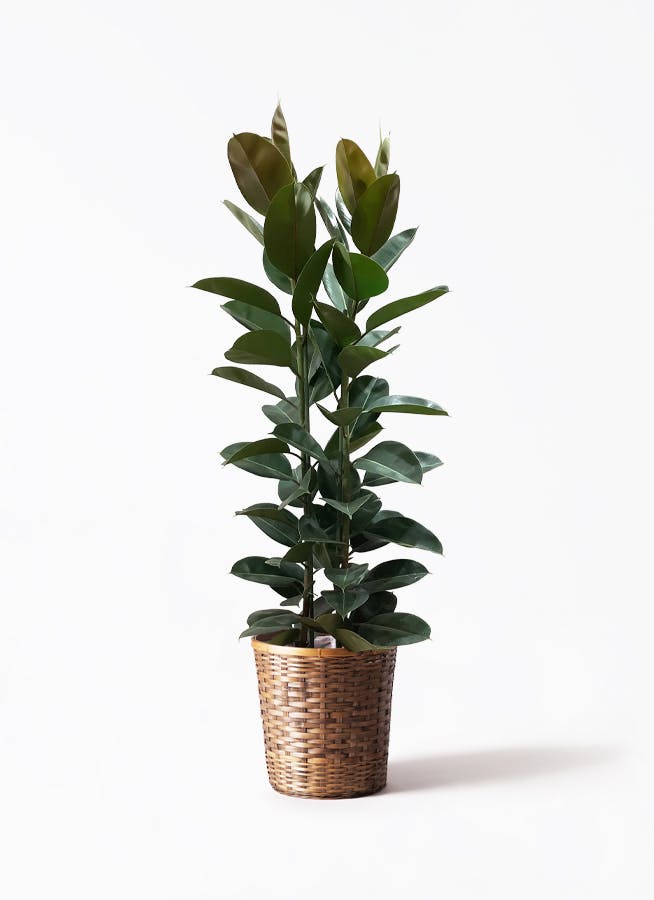 ficus-robusta-103_1.jpg