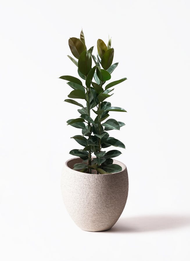 ficus-robusta-104_1.jpg