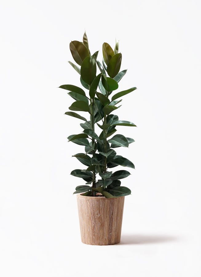 観葉植物 オリーブ 10号 レッチーノ ウッドプランター 付き | 観葉植物