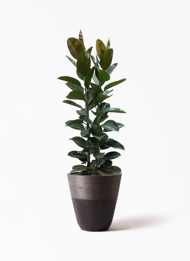 観葉植物 ストレリチア (ストレチア) レギネ 10号 ジュピター 黒 付き | 観葉植物ならHitoHana(ひとはな)