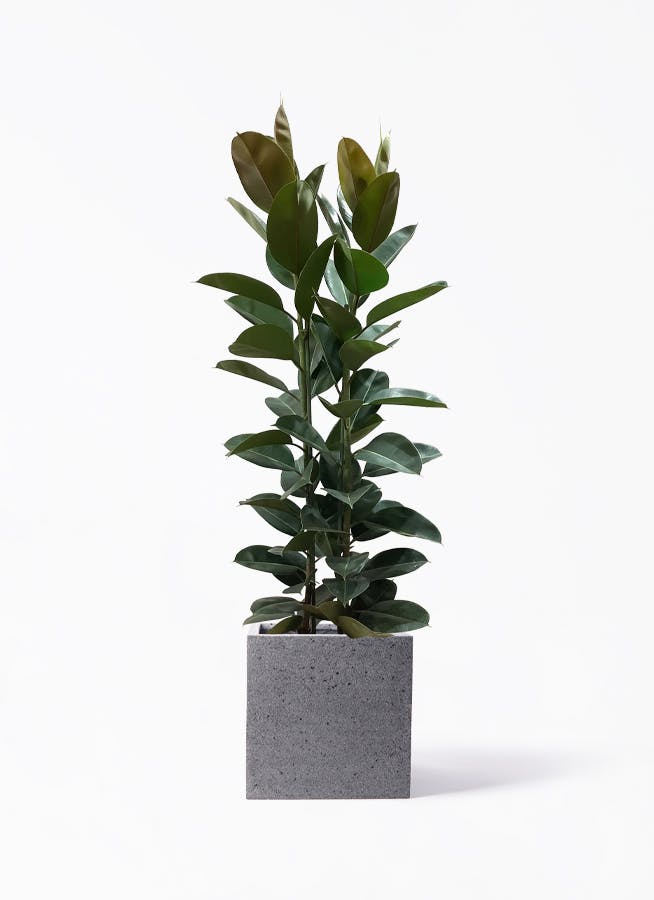 【よしざわ⚠神奈川】剣状の深みある緑葉が魅力♪コルディリネストリクタ10号 よしざわ⚠神奈川】剣状の深みある緑葉が魅力♪コルディリネ