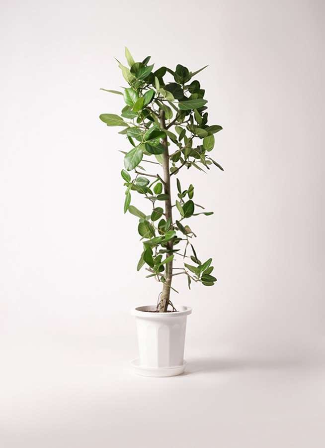 観葉植物 フィカス ベンガレンシス 10号 ストレート プラスチック鉢