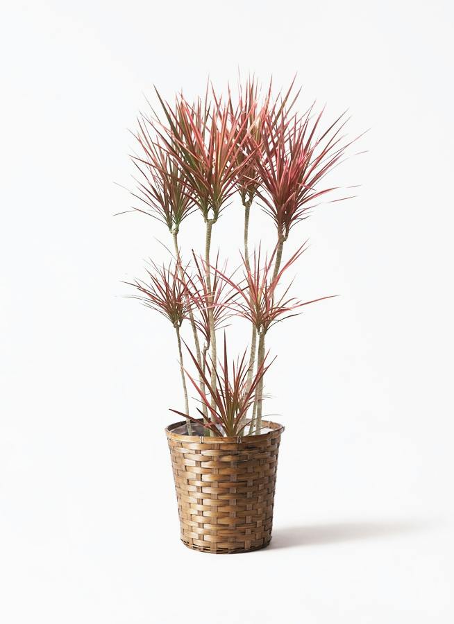 観葉植物 ドラセナ コンシンネ スカーレットアイビス 8号 寄せ プラ竹
