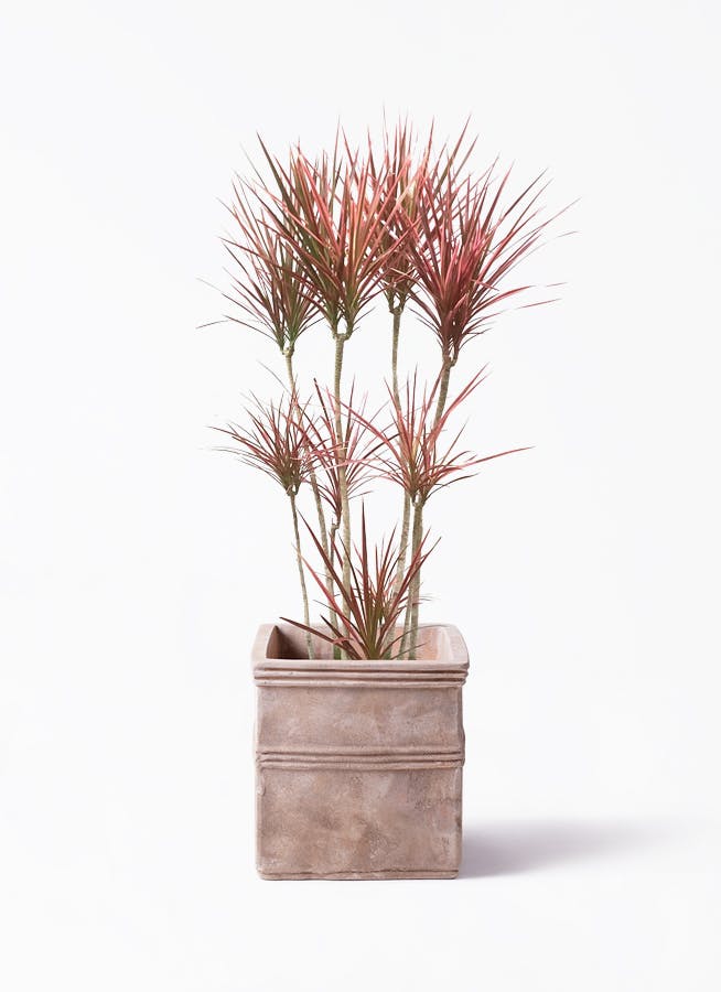 観葉植物 ドラセナ コンシンネ レインボー 8号 ストレート テラ