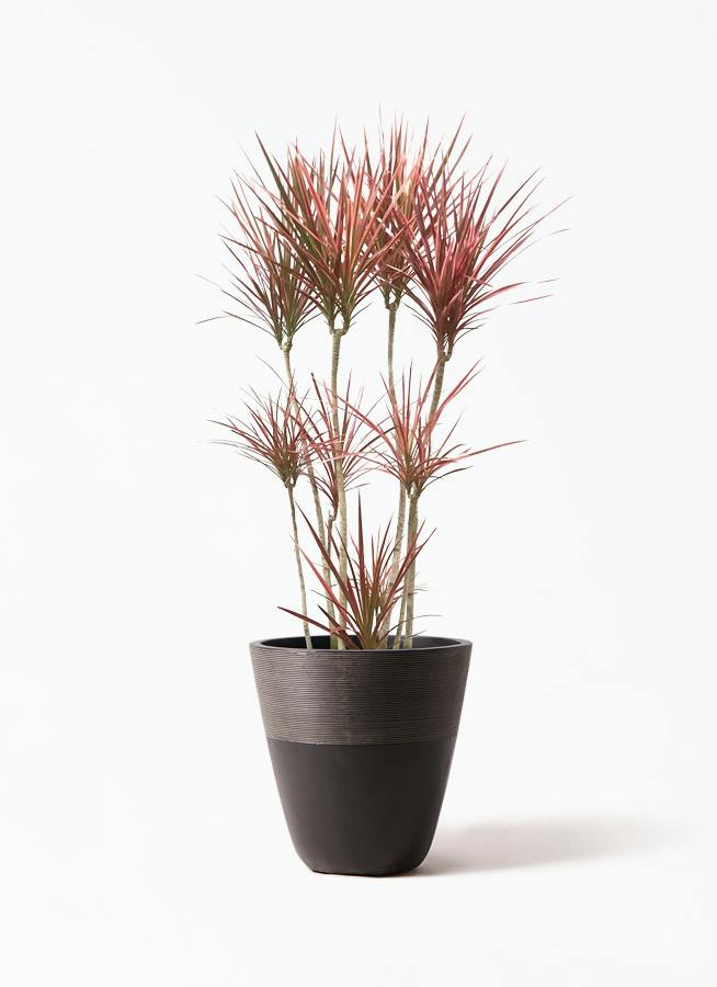 ドラセナ コンシンネ スカーレットアイビス | 観葉植物通販HitoHana