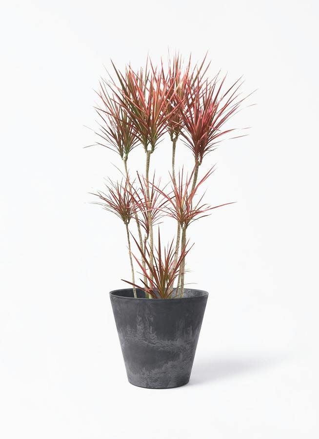 ドラセナ コンシンネ スカーレットアイビス | 観葉植物通販HitoHana