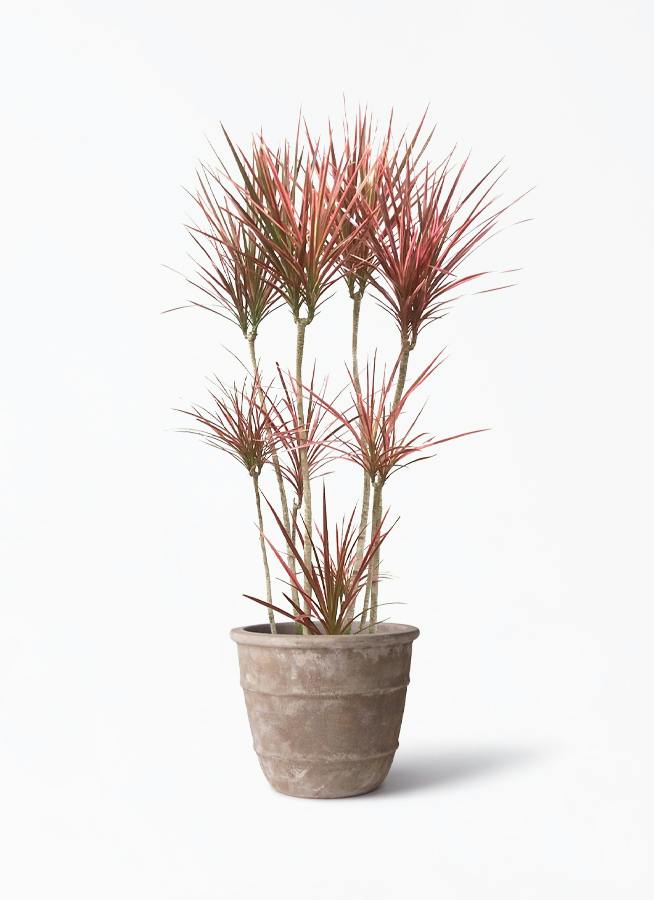 観葉植物 ドラセナ コンシンネ スカーレットアイビス 8号 寄せ プラ