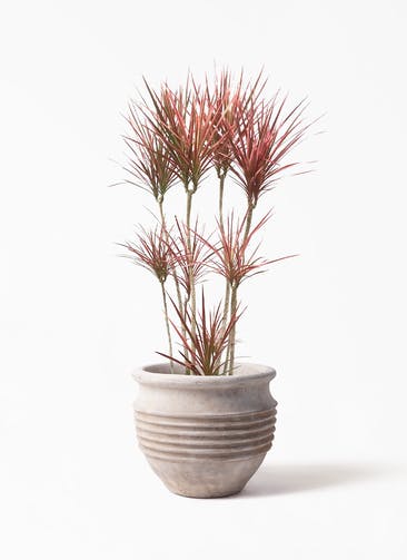 観葉植物 ドラセナ コンシンネ スカーレットアイビス 8号 寄せ プラテラアストラ リゲル  赤茶色 付き