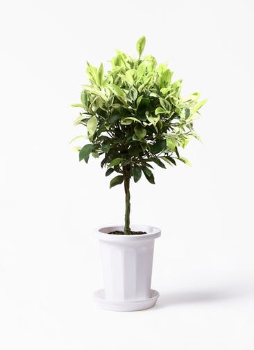 観葉植物 フィカス ベンジャミン ゴールデンスポット 6号 プラスチック鉢