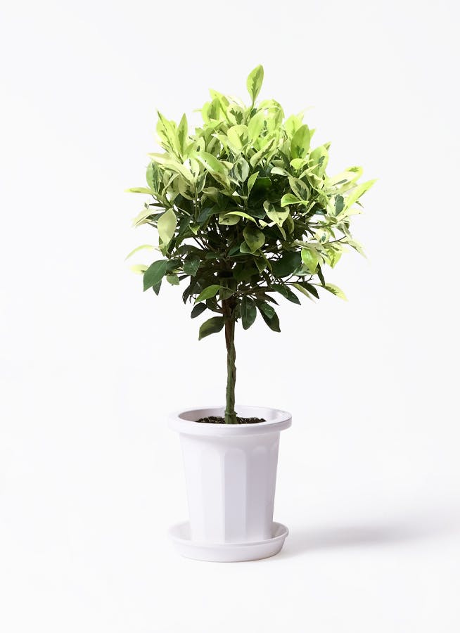 観葉植物 フィカス ベンジャミン ゴールデンスポット 6号 プラスチック鉢 | 観葉植物ならHitoHana(ひとはな)