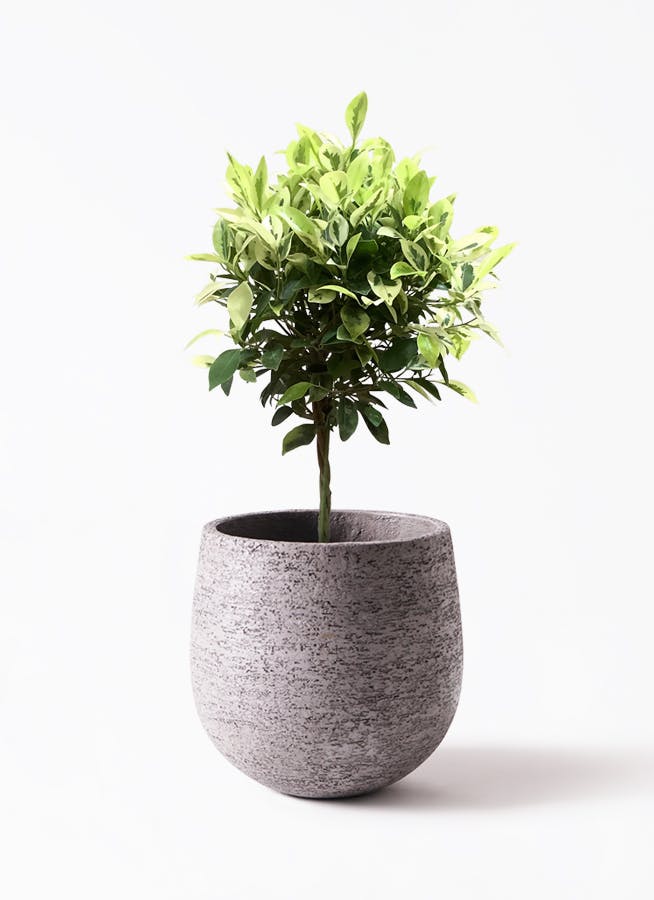 フィカス ベンジャミン 6号 | 観葉植物 | インテリアやギフトに