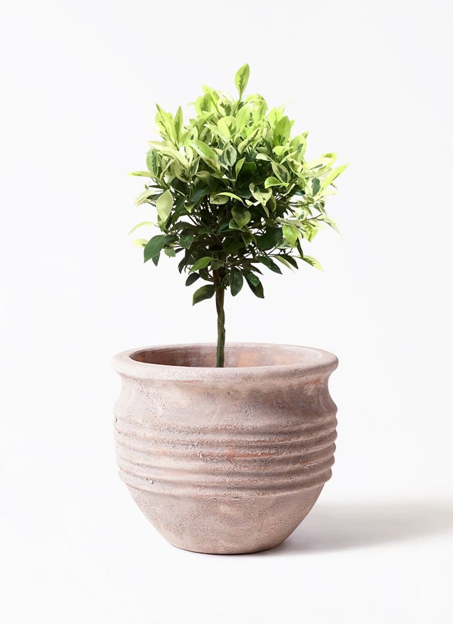 フィカス ベンジャミン 6号 | 観葉植物 | インテリアやギフトに