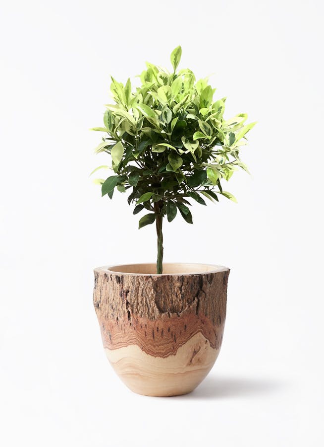 フィカス ベンジャミン 6号 | 観葉植物 | インテリアやギフトに