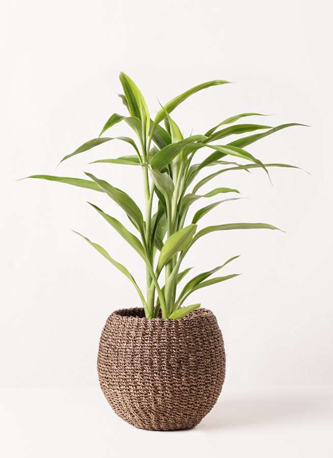 観葉植物 ドラセナ サンデリアーナ ゴールド4号 アバカバスケット スモーク 付き 観葉植物ならhitohana ひとはな 観葉植物 ドラセナ サンデリアーナ ゴールド4号 アバカバスケット スモーク 付き 観葉植物ならhitohana ひとはな