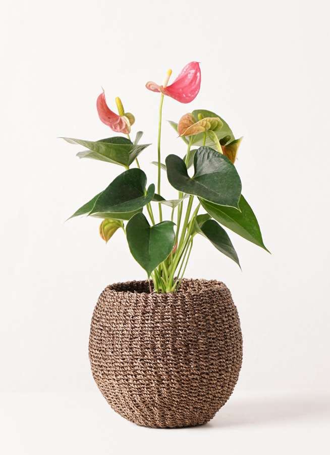 観葉植物 アンスリウム 4号 ピンクチャンピオン アバカバスケット スモーク 付き 観葉植物ならhitohana ひとはな 観葉植物 アンスリウム 4号 ピンクチャンピオン アバカバスケット スモーク 付き 観葉植物ならhitohana ひとはな