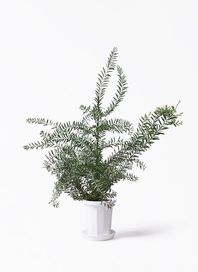 観葉植物 アカシア ブルーブッシュ 8号 アルマ コニック 白 付き | 観葉植物ならHitoHana(ひとはな)