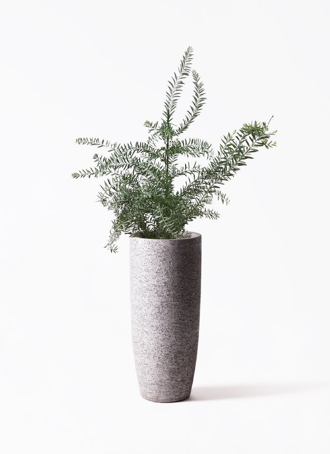 そらさん。専用商品‼︎ 棚橋農園の特大アカシア・ブルーブッシュ10号鉢