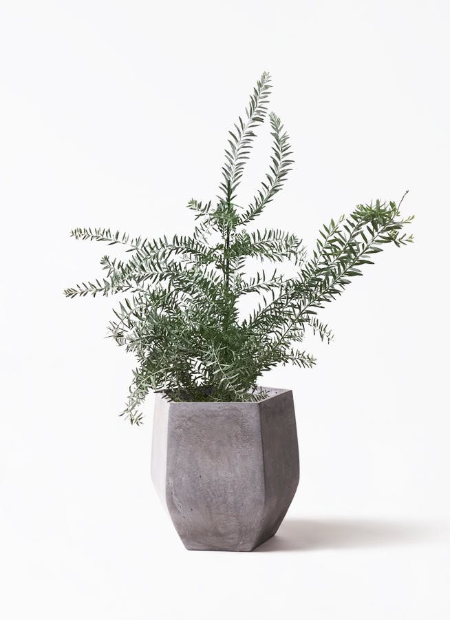 観葉植物 アカシア ブルーブッシュ 8号 FiberCray（ファイバークレイ） Gray 付き | 観葉植物ならHitoHana(ひとはな)