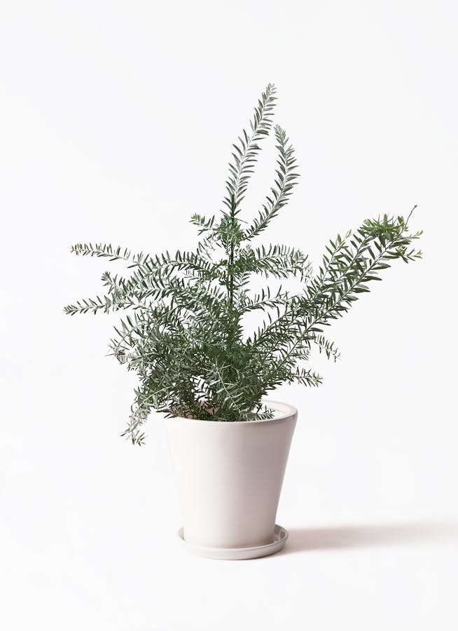 アカシア ブルーブッシュ | 観葉植物通販HitoHana(ひとはな)
