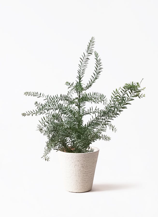 観葉植物 ガジュマル 8号 パンダ 朴仕立て ビアスソリッド 白