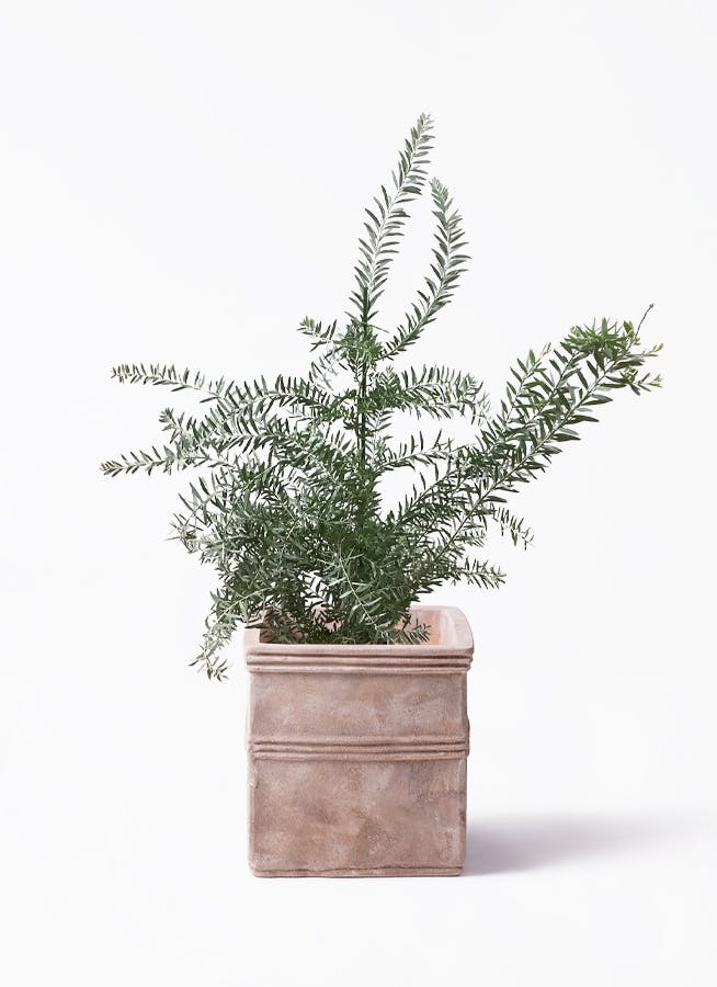 アカシア ブルーブッシュ 8号 | 観葉植物通販HitoHana(ひとはな)