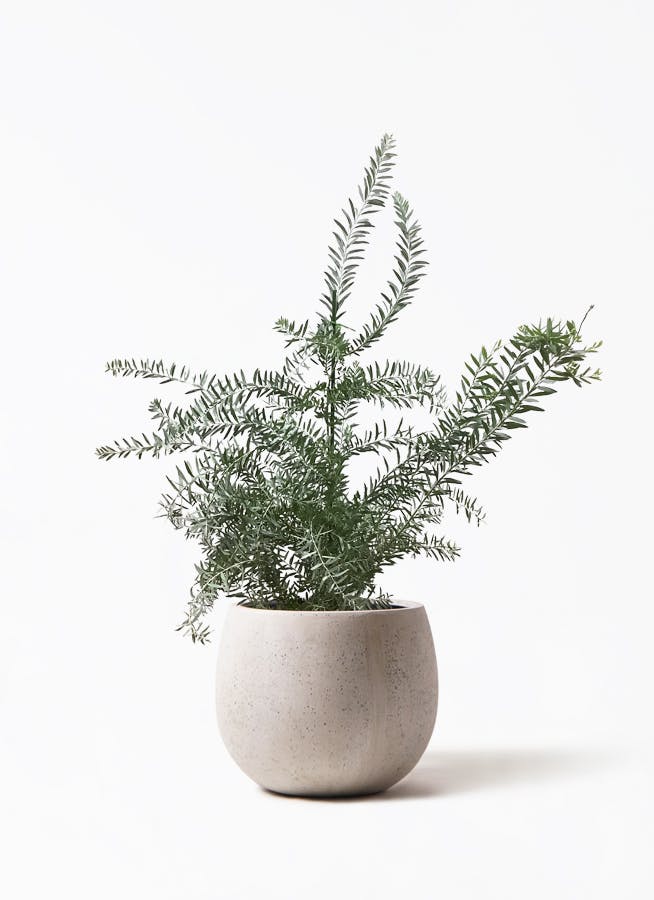 観葉植物 アカシア ブルーブッシュ 8号 テラニアス ローバルーン