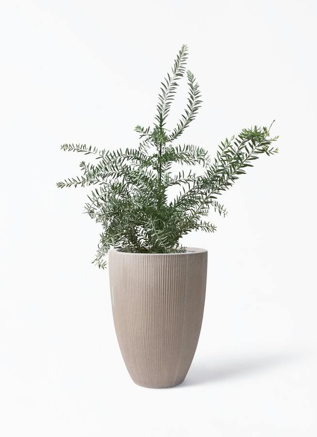 観葉植物 アカシア ブルーブッシュ 8号 リブラ モノ ブラウン 付き