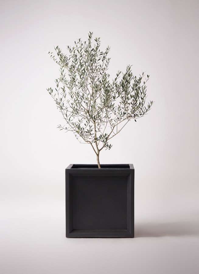 観葉植物 オリーブの木 10号 マンザニロ ブリティッシュキューブ 付き