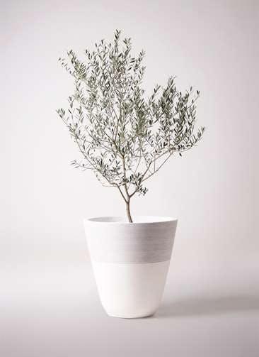 観葉植物 オリーブの木 10号 マンザニロ ジュピター 白 付き
