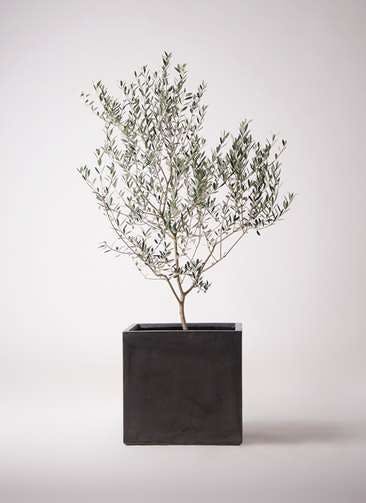 観葉植物 オリーブの木 10号 マンザニロ ファイバークレイ キューブ 付き