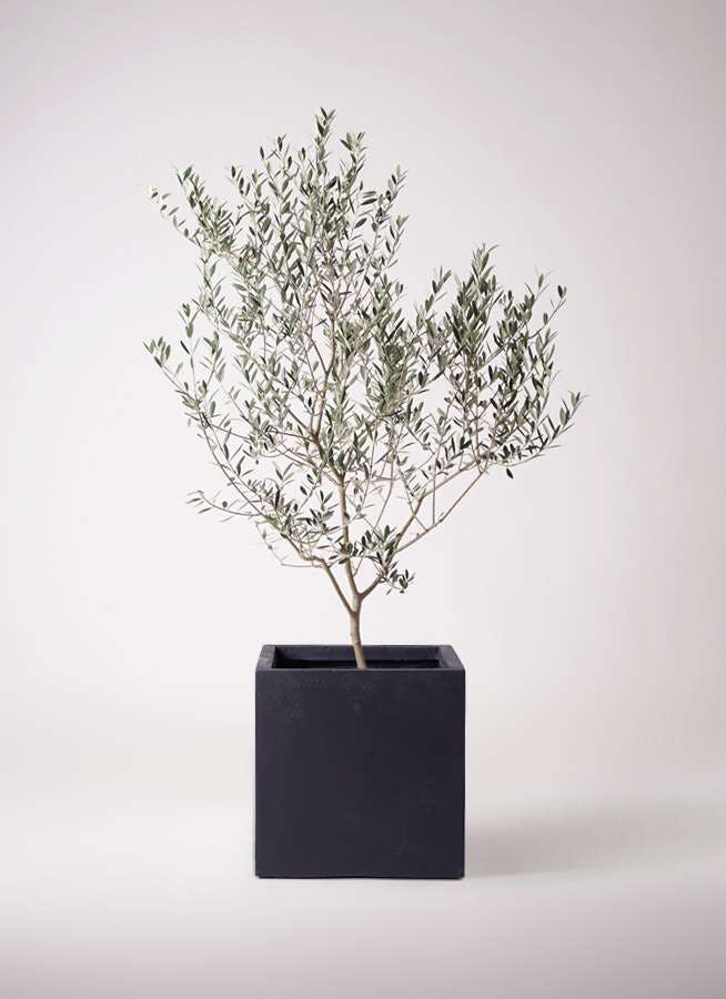 観葉植物 オリーブの木 10号 マンザニロ ベータ キューブプランター 黒 付き