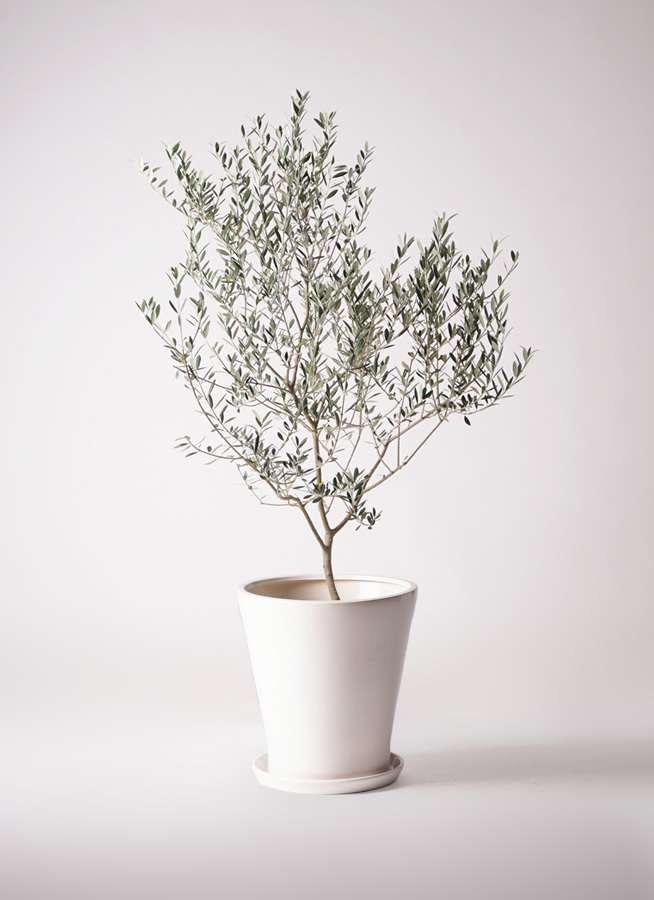 観葉植物 オリーブの木 10号 マンザニロ サブリナ 白 付き