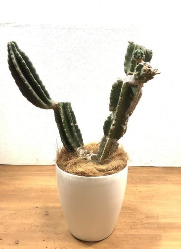 柱サボテン 観葉植物通販hitohana ひとはな 柱サボテン 観葉植物通販hitohana ひとはな
