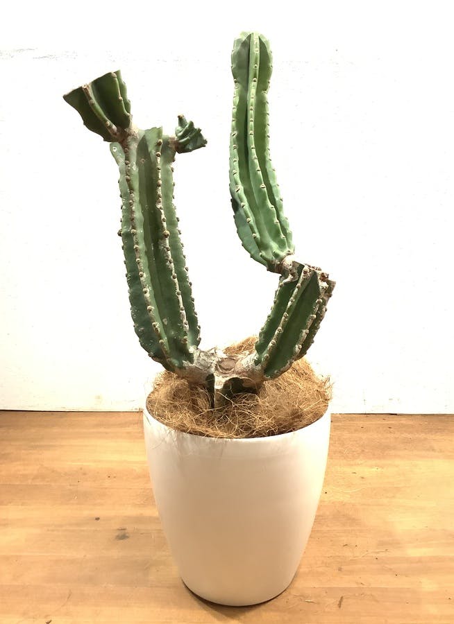 柱サボテン錦接ぎ木 週末まで!!柱サボテン、接ぎ木です