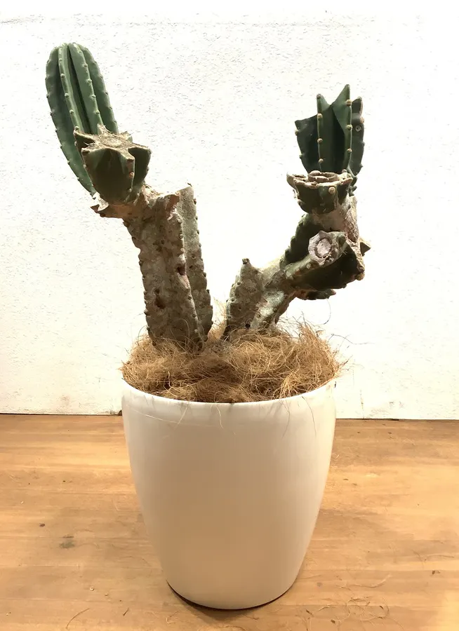観葉植物 80cm 柱サボテン 8号 観葉植物ならhitohana ひとはな