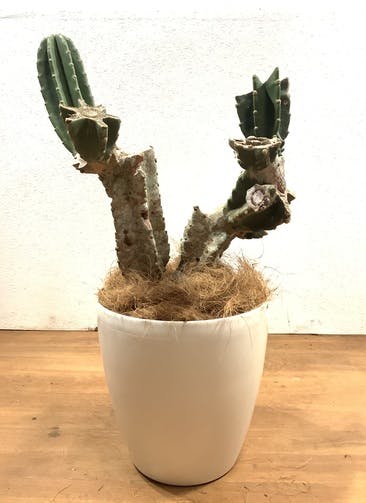 観葉植物 柱サボテン 8号 ラスターポット 付き 観葉植物ならhitohana ひとはな 観葉植物 柱サボテン 8号 ラスターポット 付き 観葉植物ならhitohana ひとはな
