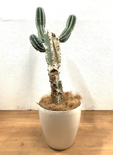 柱サボテン 観葉植物通販hitohana ひとはな 柱サボテン 観葉植物通販hitohana ひとはな