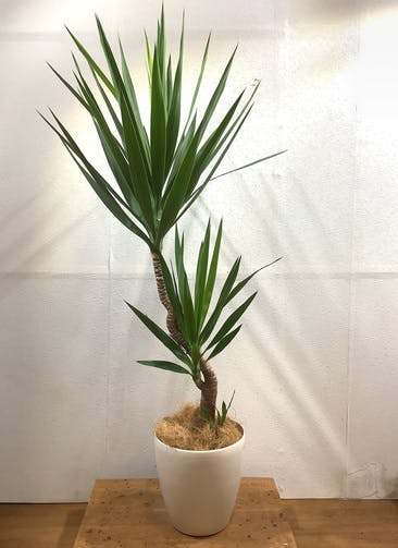 東京銀座オフライン販売 ユッカ アロイフォリア 9ポット インテリア 住まい 小物 インテリア小物 セール いつ Mswomansclub Com