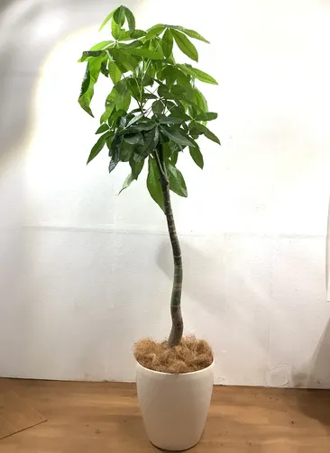 珍しいレアな観葉植物 1点もの通販 送料無料でお届け Hitohana ひとはな