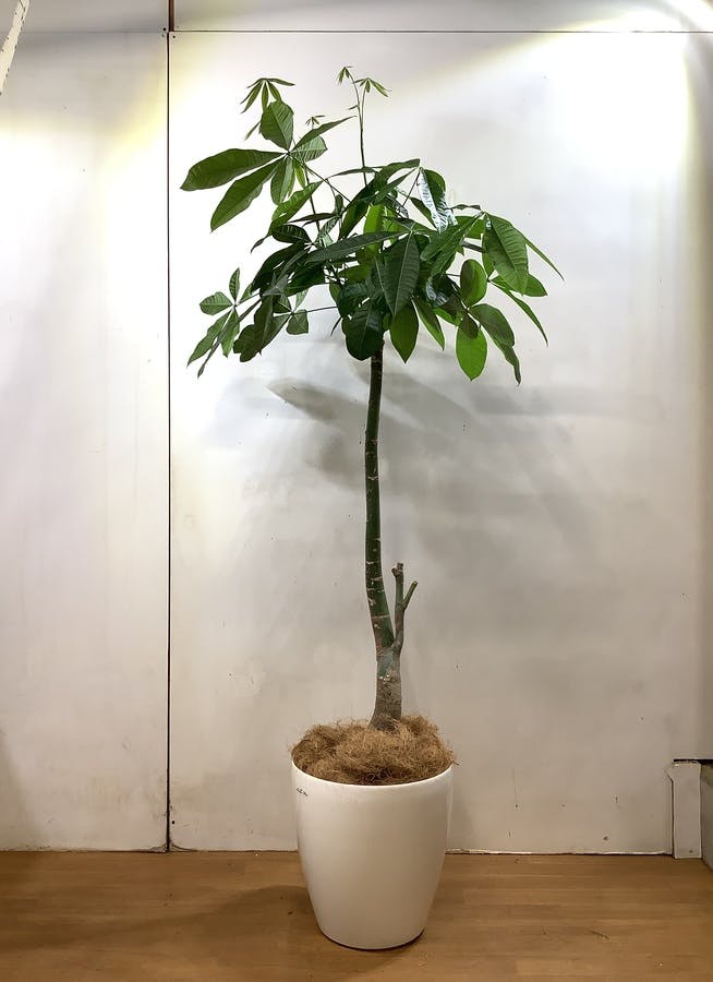 観葉植物 198cm パキラ 10号 1都3県配送限定商品 観葉植物ならhitohana ひとはな